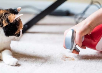 14 Useful Cleaning Tips For a House With Pets