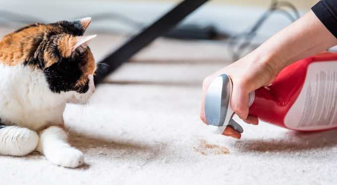 14 Useful Cleaning Tips For a House With Pets