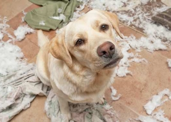 CBD Relieves Stress, Pain, and Anxiety in Pets Such as Dogs and Cats