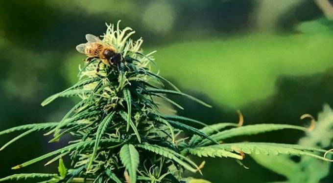 Study Shows That Bees Love Hemp, Which Is Wonderful News for the Environment and The World