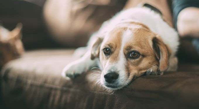 CBD Oil for Dogs: 10 Things You Need to Know