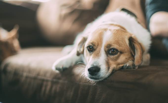 Six Health Issues You Should Never Overlook in Your Dog