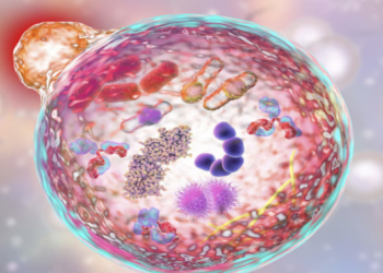How to Use Autophagy to Clear Damaged Cells From Your Body And Reduce Inflammation