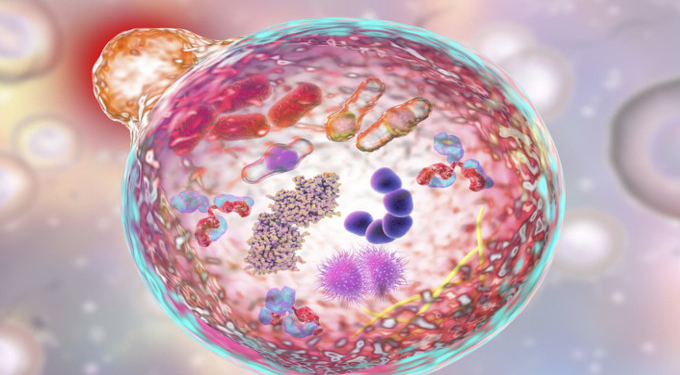 How to Use Autophagy to Clear Damaged Cells From Your Body And Reduce Inflammation