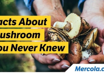 Can Mushrooms Help Prevent Cognitive Decline?