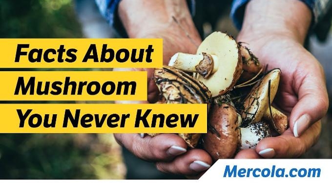 Can Mushrooms Help Prevent Cognitive Decline?