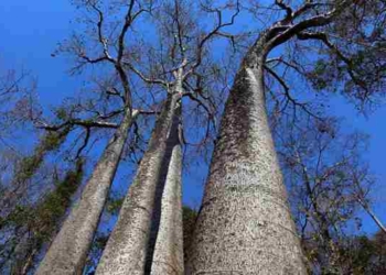 The World Lost a Belgium-Size Area of Old Growth Rainforest in 2018