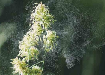Pollen Is Getting Worse, but You Can Make Things Better With These Tips From an Allergist
