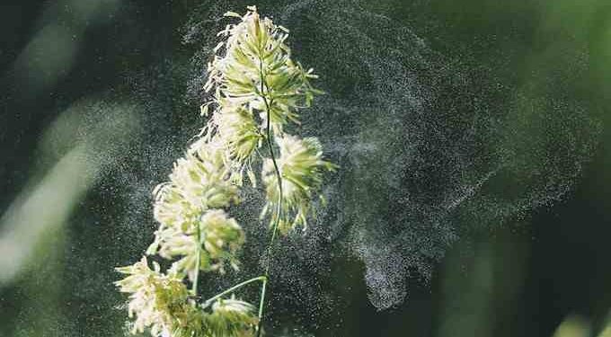 Pollen Is Getting Worse, but You Can Make Things Better With These Tips From an Allergist