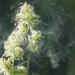 Pollen Is Getting Worse, but You Can Make Things Better With These Tips From an Allergist