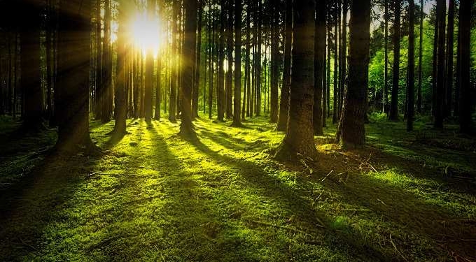 Why Trees Can Make You Happier