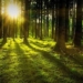 Why Trees Can Make You Happier