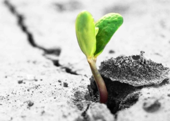 How to Measure Success and Live the Paradox