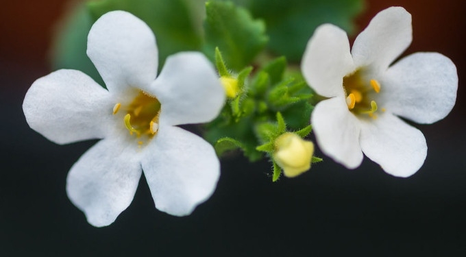 How Bacopa Can Help Improve Your Cognitive Function