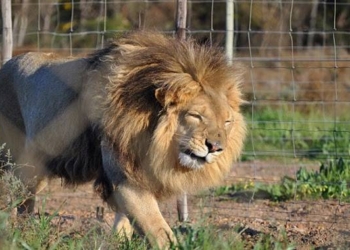 Bill to Ban Circus Animal Suffering Set for Introduction in US Congress