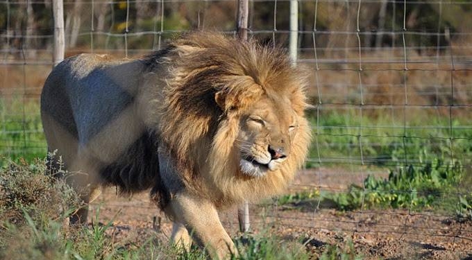 Bill to Ban Circus Animal Suffering Set for Introduction in US Congress