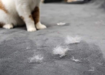 How to Get Rid of Pet Hair from Your Home