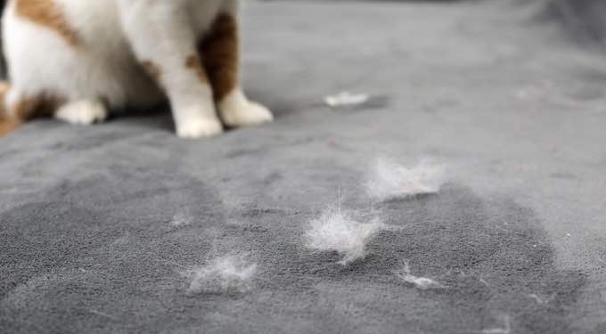 How to Get Rid of Pet Hair from Your Home