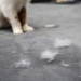 How to Get Rid of Pet Hair from Your Home