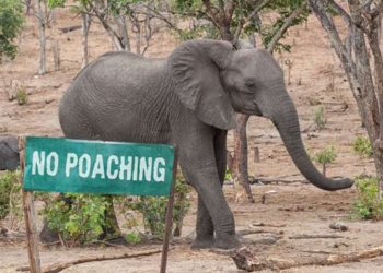 Elephant Poaching Declines In Africa, but 15,000 Still Illegally Killed Each Year