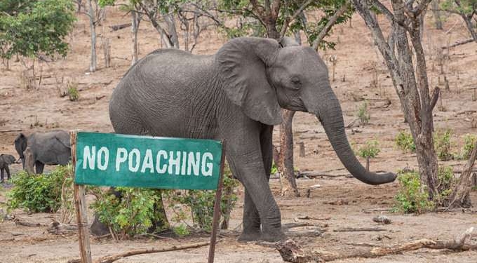 Elephant Poaching Declines In Africa, but 15,000 Still Illegally Killed Each Year
