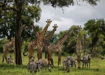 ‘Ominous’ UN Report Warns Human Activity Has Pushed One Million Plant and Animal Species to Brink of Extinction