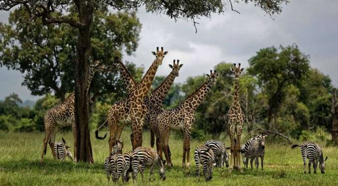 ‘Ominous’ UN Report Warns Human Activity Has Pushed One Million Plant and Animal Species to Brink of Extinction