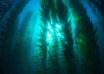 Some Amazing Facts About Seaweed