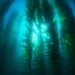 Some Amazing Facts About Seaweed