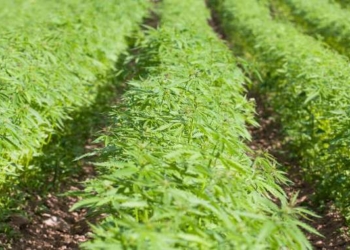 Thriving Hemp Industry Is About to Create a Jobs Boom In The U.S.