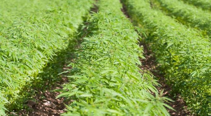 Thriving Hemp Industry Is About to Create a Jobs Boom In The U.S.