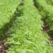 Thriving Hemp Industry Is About to Create a Jobs Boom In The U.S.