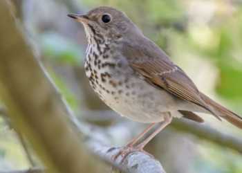Takeaway from the UN Biodiversity Report: Time to Give Nature Some Love