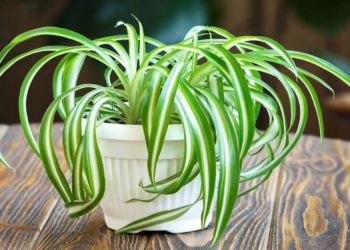 5 Best Indoor Plants for Your Health