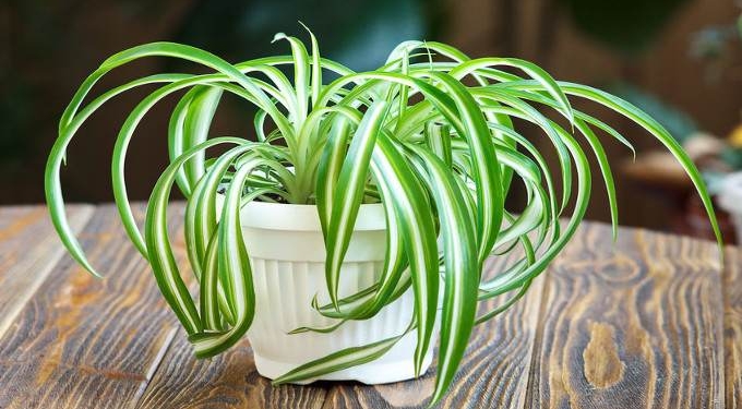 5 Best Indoor Plants for Your Health
