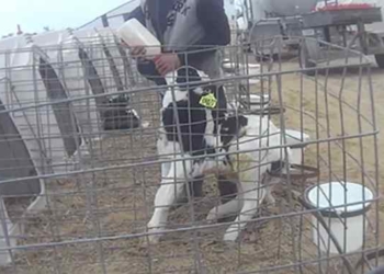 ‘Largest Undercover Dairy Investigation in History’ Uncovers Shocking Abuse at ‘Disneyland’ of Farms