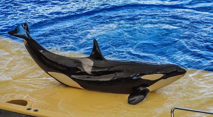 Canada Just Officially Banned Dolphin and Whale Captivity