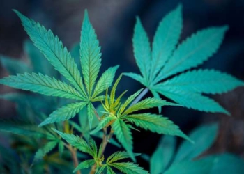 Why is Cannabis Such a Perfect Match for your Body?