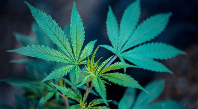 Why is Cannabis Such a Perfect Match for your Body?