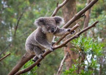 World Wildlife Fund Warns Australia That Deforestation Would Lead To The Extinction of Koalas By 2050