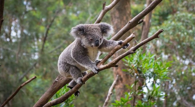 World Wildlife Fund Warns Australia That Deforestation Would Lead To The Extinction of Koalas By 2050