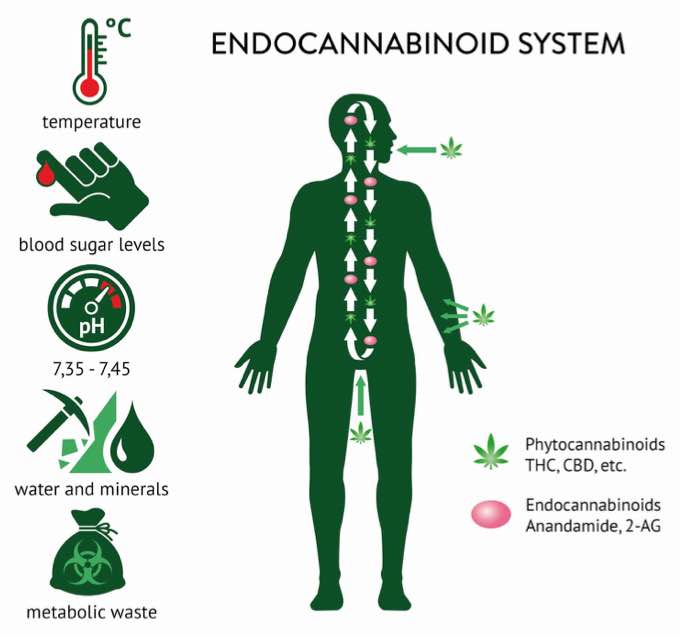 The Endocannabinoid System: Everything You Need to Know