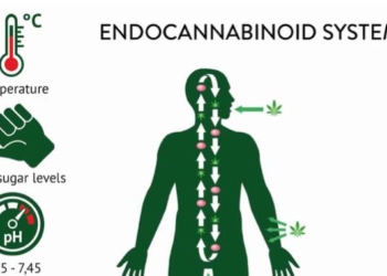 The Endocannabinoid System: Everything You Need to Know