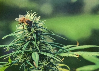 Study Shows Growing Hemp Is a Powerful Tool To Fight Bee Population Decline