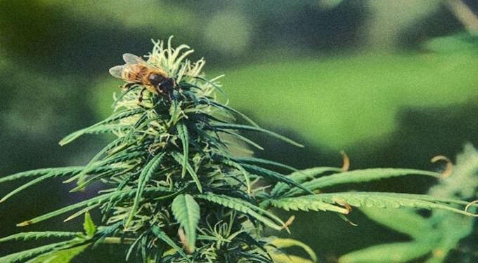 Study Shows Growing Hemp Is a Powerful Tool To Fight Bee Population Decline