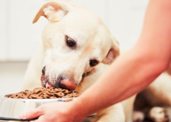 Haven’t Changed Your Dog’s Diet in a While? She Might Be Missing Key Nutrients