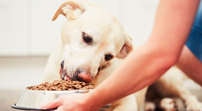 Haven’t Changed Your Dog’s Diet in a While? She Might Be Missing Key Nutrients