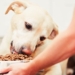 Haven’t Changed Your Dog’s Diet in a While? She Might Be Missing Key Nutrients
