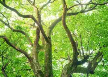 Nature Slashes the Risk of Diabetes, Heart Disease, and More