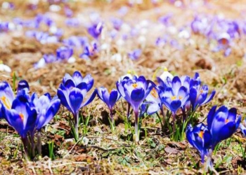 New Study Shows Nearly 600 Plants Wiped Out Over the Past 250 Years
